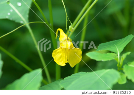Touch-me-not：香脂科花[綠色背景] 91585250