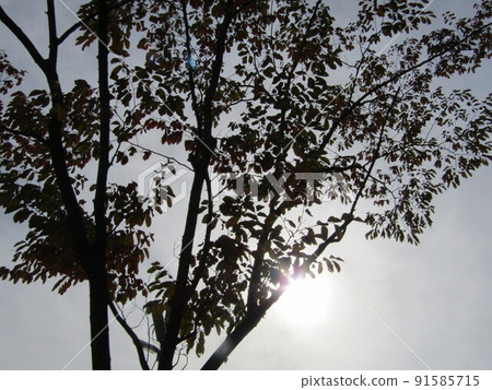A photo of the sun shining from behind the entire tree blackened by backlight A photo of the sun shining from behind the entire tree blackened by backlight 91585715