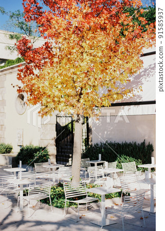 Yellow-red foliage on a maple tree near a restaurant on Porto street. Montenegro Yellow-red foliage on a maple tree near a restaurant on Porto street. Montenegro 91585937