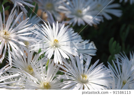 White flowers of the trailing ice plant [dark background] 91586113