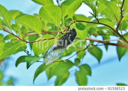 Bear Zemi hanging on a branch 91586523