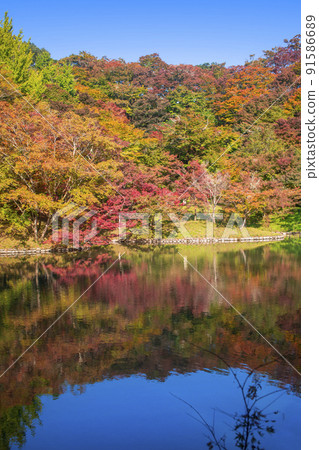 Autumn leaves of work park 91586689
