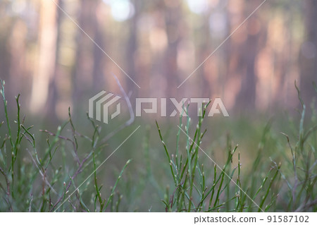 A beautiful natural background for your projects, the grass is in focus in the foreground and the forest landscape is blurred in the background A beautiful natural background for your projects, the grass is in focus in the foreground and the forest landscape is blurred in the background 91587102