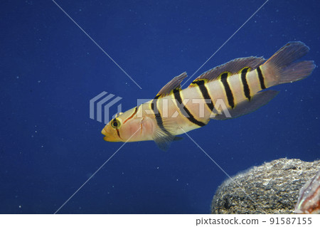 Kinubari goby 91587155