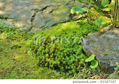 Shimeiso Spring Water Garden Moss in the garden Shimeiso Spring Water Garden Moss in the garden 91587187