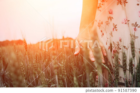Hand wheat field. Young woman on cereal field touching ripe wheat spikelets by hand in sunset. Nature, summer holidays, agriculture concept. 91587390