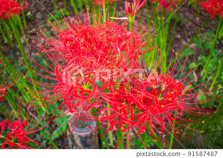 埼玉日高的秋天500萬萬壽坂組布金雀田 91587487