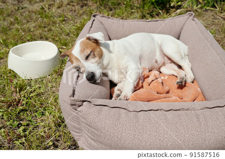 Cute jack russell terrier sleeping in soft comfortable pet bed on green grass 91587516