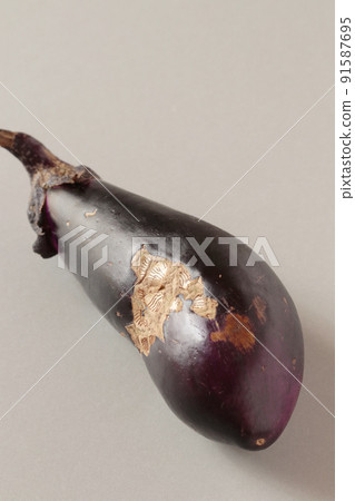 Home-grown eggplant (thornless Senryo No. 2) with some of the fruits discolored and hardened Home-grown eggplant (thornless Senryo No. 2) with some of the fruits discolored and hardened 91587695