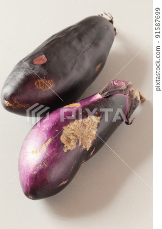 Home-grown eggplant (thornless Senryo No. 2) with some of the fruits discolored and hardened 91587699