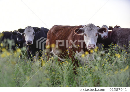 Steers and heifers raised with natural grass, Argentine meat production Steers and heifers raised with natural grass, Argentine meat production 91587941