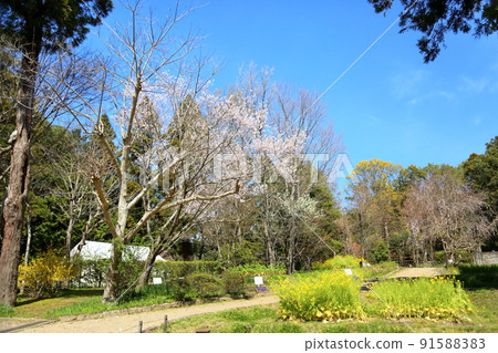 Yakushi cherry blossoms Yakushi cherry blossoms 91588383