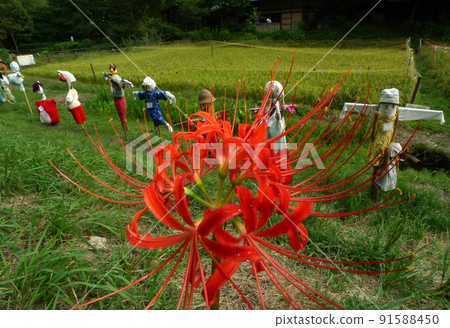 卓有成效的秋天 91588450