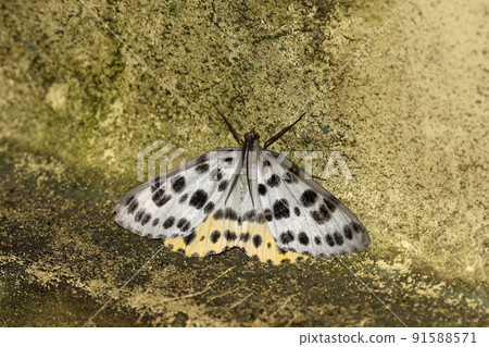 豹蛾 豹蛾 91588571