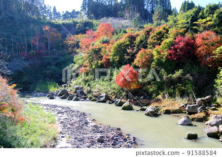 Autumn scenery of Hanamizuki 91588584