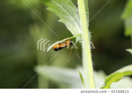Helicopter apple longhorn beetle Helicopter apple longhorn beetle 91588623