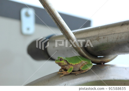 Tree frog on a clothesline 91588635
