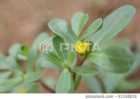 花園裡自然生長的馬齒莧黃花 91588658