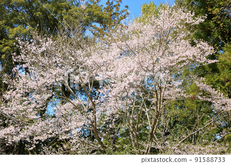 Yakushi cherry blossoms Yakushi cherry blossoms 91588733