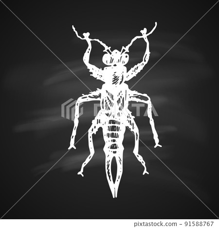 Forficula auricularia Icon 91588767