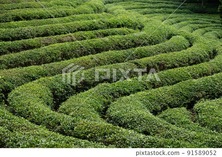 Green Tea plantation in Boseong town in Jeollanamdo province of South Korea 91589052