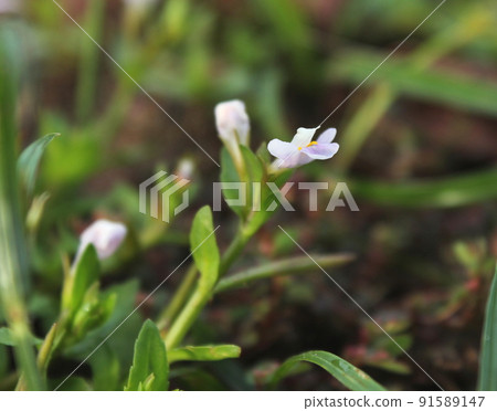 American Azena American Azena 91589147