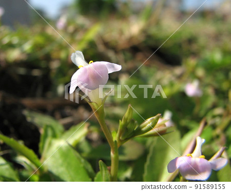 American Azena American Azena 91589155