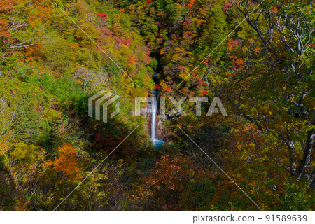 Komadome Waterfall, one of the highlights of the autumn leaves in Nasu. It is the moment when the early morning light enters the basin. 91589639
