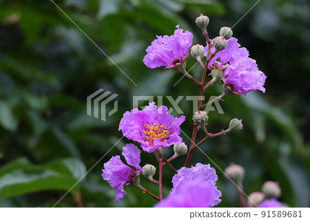 Natural plant Oobana salsbury, also known as banaba. The leaves are boiled to make a healthy tea that is expected to have various effects. 91589681