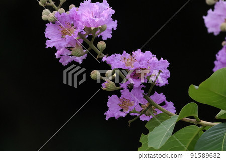 Natural plant Oobana salsbury, Ishigaki Island in June. From now on, you can enjoy big beautiful flowers during the summer. 91589682