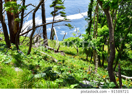 A large community of Ligularia dentata on the Okirai Peninsula, Sanriku-cho, Ofunato City, Iwate Prefecture A large community of Ligularia dentata on the Okirai Peninsula, Sanriku-cho, Ofunato City, Iwate Prefecture 91589721