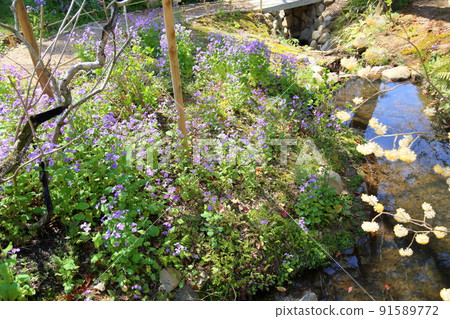 Murasakihanana的花朵 Murasakihanana的花朵 91589772