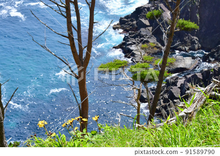 岩手縣大船渡市三陸町衝井半島上的橐吾大型群落 91589790