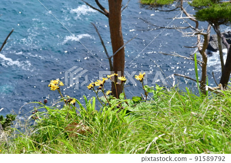 岩手縣大船渡市三陸町衝井半島上的橐吾大型群落 91589792