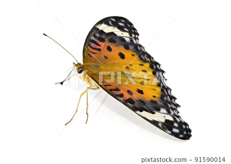 【印度貝母】（深度合成） 91590014