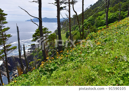 岩手縣大船渡市三陸町衝井半島上的橐吾大型群落 91590105