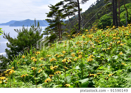 A large community of Ligularia dentata on the Okirai Peninsula, Sanriku-cho, Ofunato City, Iwate Prefecture 91590149