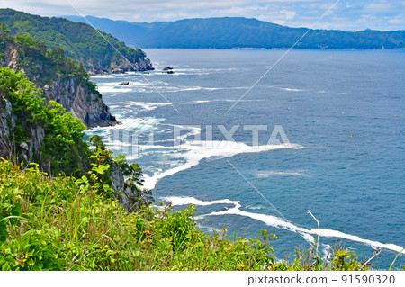 A large community of Ligularia dentata on the Okirai Peninsula, Sanriku-cho, Ofunato City, Iwate Prefecture 91590320