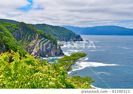 岩手縣大船渡市三陸町衝井半島上的橐吾大型群落 91590323