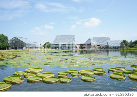 Watching the Victoria Amazonica at the Botanic Gardens of Toyama Prefecture 1 Watching the Victoria Amazonica at the Botanic Gardens of Toyama Prefecture 1 91590356