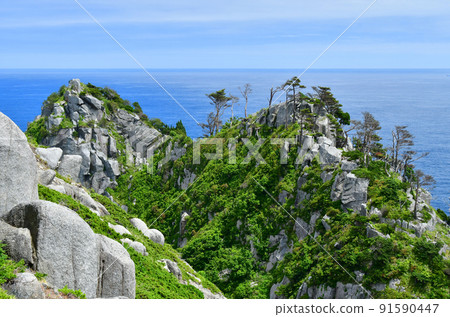 A large community of Ligularia dentata on the Okirai Peninsula, Sanriku-cho, Ofunato City, Iwate Prefecture A large community of Ligularia dentata on the Okirai Peninsula, Sanriku-cho, Ofunato City, Iwate Prefecture 91590447