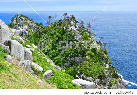A large community of Ligularia dentata on the Okirai Peninsula, Sanriku-cho, Ofunato City, Iwate Prefecture A large community of Ligularia dentata on the Okirai Peninsula, Sanriku-cho, Ofunato City, Iwate Prefecture 91590448