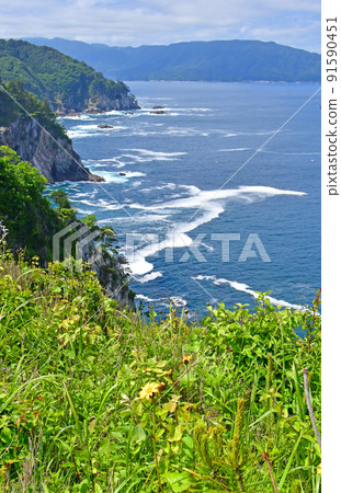 A large community of Ligularia dentata on the Okirai Peninsula, Sanriku-cho, Ofunato City, Iwate Prefecture A large community of Ligularia dentata on the Okirai Peninsula, Sanriku-cho, Ofunato City, Iwate Prefecture 91590451
