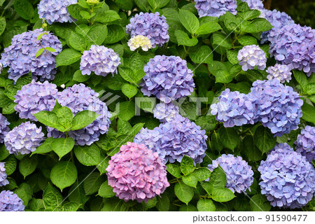 Hydrangea (June) Hydrangea (June) 91590477