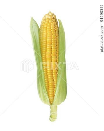 Corn isolated on white background Corn isolated on white background 91590552