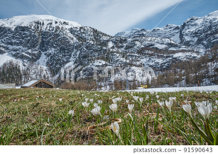 A Landscape of Edelweiss Meadow Around Furi Village in Zermatt, Switzerland 91590643