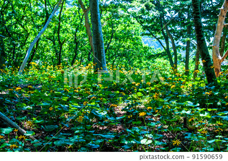 A large community of Ligularia dentata on the Okirai Peninsula, Sanriku-cho, Ofunato City, Iwate Prefecture 91590659