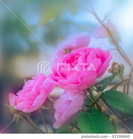 Close-up of rose flowers 91590660