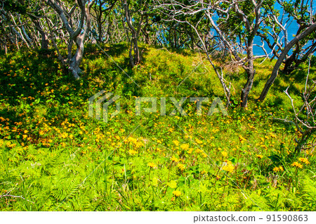 岩手縣大船渡市三陸町衝井半島上的橐吾大型群落 91590863