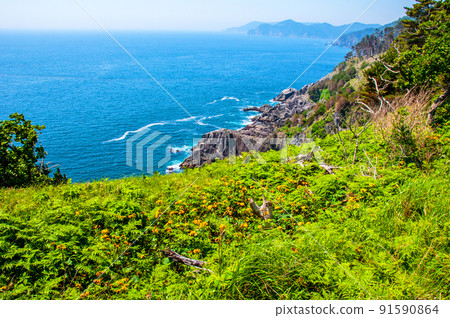 岩手縣大船渡市三陸町衝井半島上的橐吾大型群落 91590864